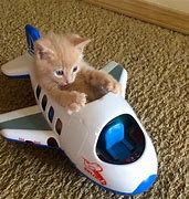 Image result for Funny Baby Cat Videos