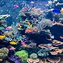 Image result for Marine Life Aquarium