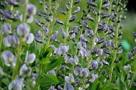 Image result for Baptisia Starlite Prärieblues