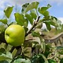 Image result for Summer Pruning Apple Trees