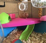 Image result for Biggest Hamster Cage Ever