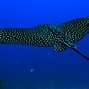 Image result for Fish Wallpaper