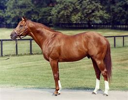 Image result for Thoroughbred Front View