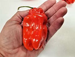 Image result for Chilli Habanero Giant Red
