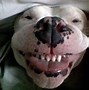Image result for Smile Dog Red