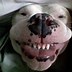 Image result for Silly Weird Dogs