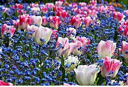 Image result for Bing Wallpaper Flowers