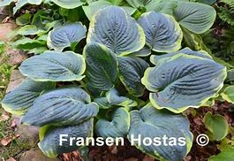 Hosta Brave Amherst に対する画像結果