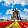 Image result for Photos of Tulips in Holland