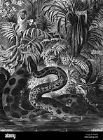 Image result for Largest Anaconda Snake Ever Found