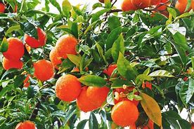 Image result for Apple Orange Plant