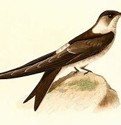 Image result for Aerodramus Apodidae