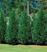 Image result for Steeplechase Arborvitae