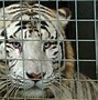 Image result for Zoo Tiger Attack