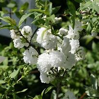 Image result for Prunus glandulosa Alba Plena