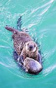 Image result for Sea Otter Pup
