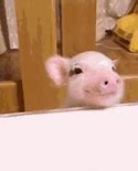 Image result for Cute Baby Pig On a Phone
