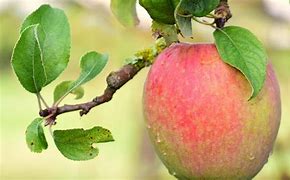 Image result for Green Apple New York