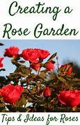 Image result for Rose Garden Allentown PA