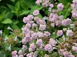 Image result for Gypsophila paniculata Flamingo