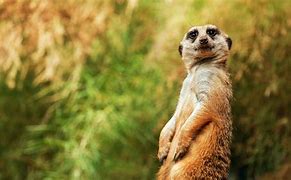 Image result for Funny Animal Wallpaper for PC