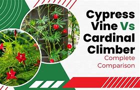 Image result for Cardinal Climber vs Cypress Vine