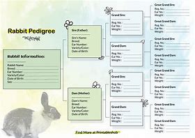 Image result for Rabbit Pedigree Chart