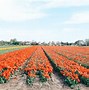 Image result for Netherland Nature View