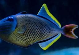 Image result for Crosshatch Triggerfish
