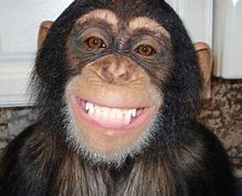 Image result for Chimpanzee PFP