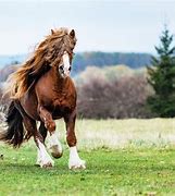 Image result for 25 Most Beautiful Horse Breeds