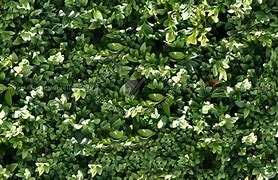 Image result for Floral Hedge Texture