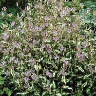 Image result for Tricyrtis Imperial Banner ®