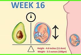 Image result for Baby Size Fruit Week Pregnancy