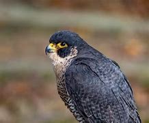 Image result for Peregrine Falcon Tail
