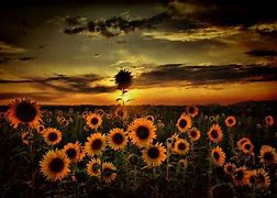 Image result for Sunflower Moon