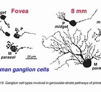 Image result for Ganglion Cells Present