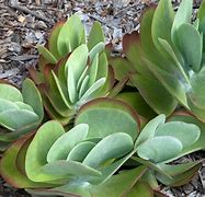 Image result for Kalanchoe Succulent Plant