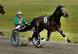 Image result for Bronte Nieuwenburg Harness Racing