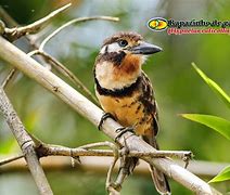 Image result for Hypnelus ruficollis