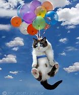 Image result for Cat Balloon Meme