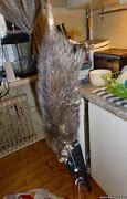 Image result for Giant Rat Europe