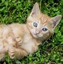 Image result for Light Orange Male Cat