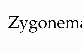 Image result for co_to_za_zygonema