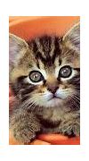 Image result for Cutest Baby Cat Ever