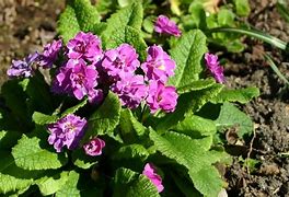 Image result for Primula auricula The Marie Crousse