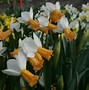 Afbeeldingsresultaten voor Narcissus Winter Starlet