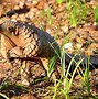 Image result for Prom Baby Pangolin