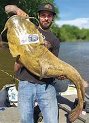 Image result for Big Flathead Catfish