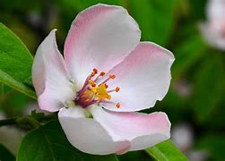 Image result for Flower of an Apple